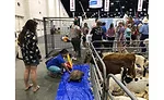 petting zoo at South Atlantic Jubilee