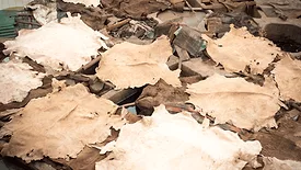 Hides being prepared to be tanned