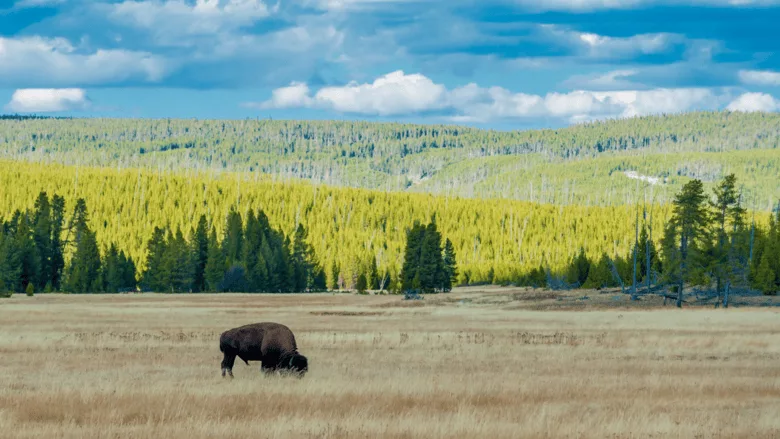 A bison grazing at Yellowstone