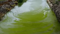 Toxic Waste An image of an algae bloom in a waterway