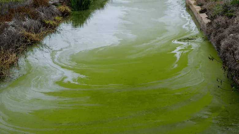 An image of an algae bloom in a waterway