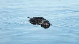 beaver swimming in a body of water