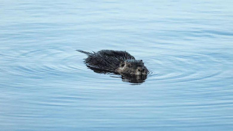 beaver swimming in a body of water