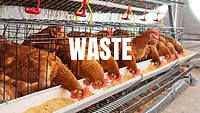 waste3 An image of chickens