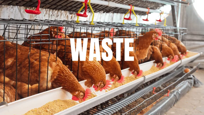 An image of chickens