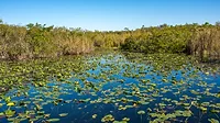 An image of the Florida Everglades