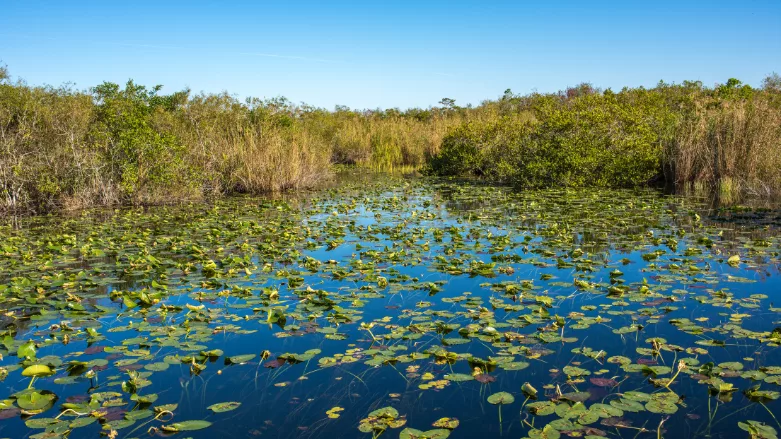 An image of the Florida Everglades