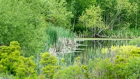An image of a superfund wetland