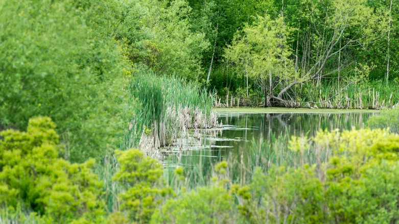 An image of a superfund wetland