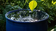 An image of a water bucket filled with rain water