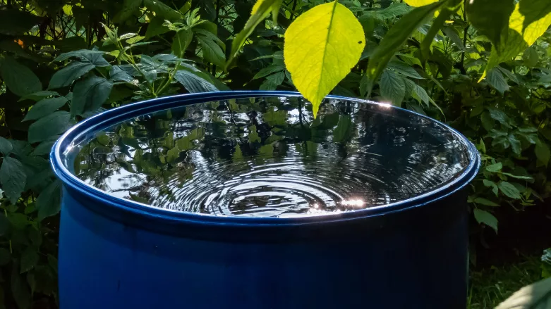 An image of a water bucket filled with rain water
