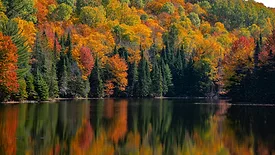 An image of a body canadian water with a tree line
