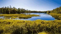 An image of a marshy area in Michigan