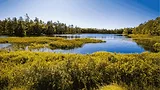 An image of a marshy area in Michigan