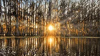An image of wetlands in Louisiana