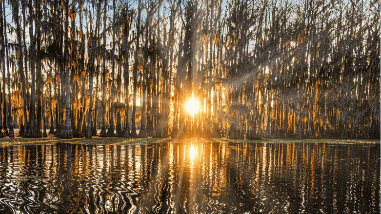 An image of wetlands in Louisiana
