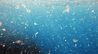 microplastics2.png A zoomed in image of microplastics