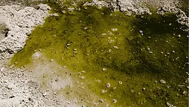 An image of contaminated water