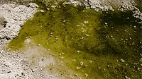 An image of contaminated water