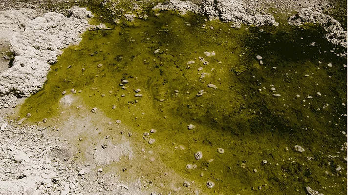 An image of contaminated water