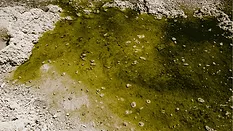 An image of contaminated water