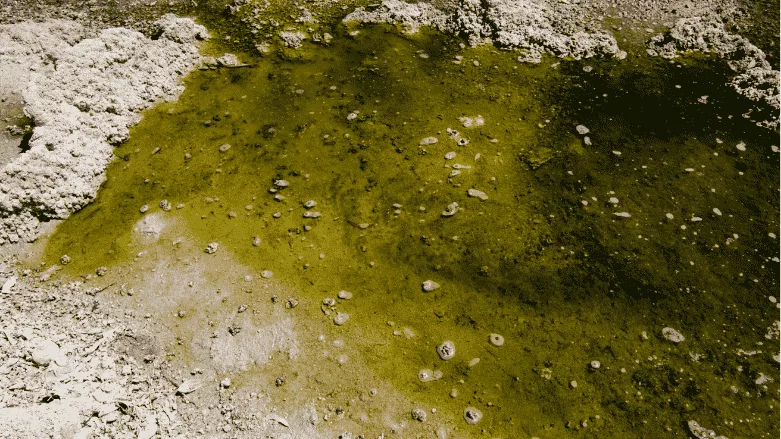 An image of contaminated water