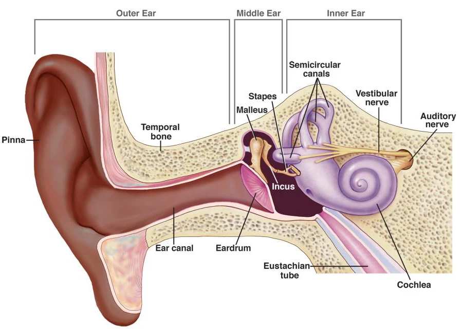 Diagram of an ear cancal