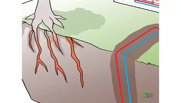 Geothermal Roots of Tree