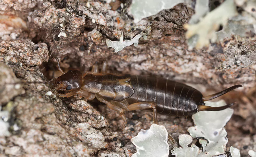 Earwig