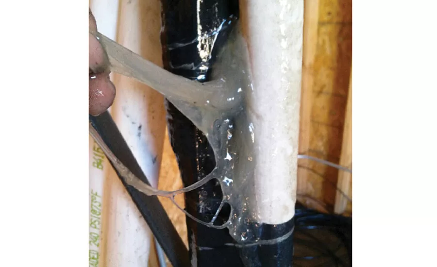 thick layer of biofilm