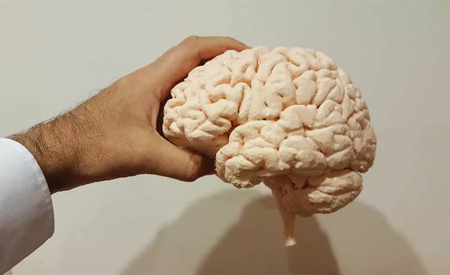 brain